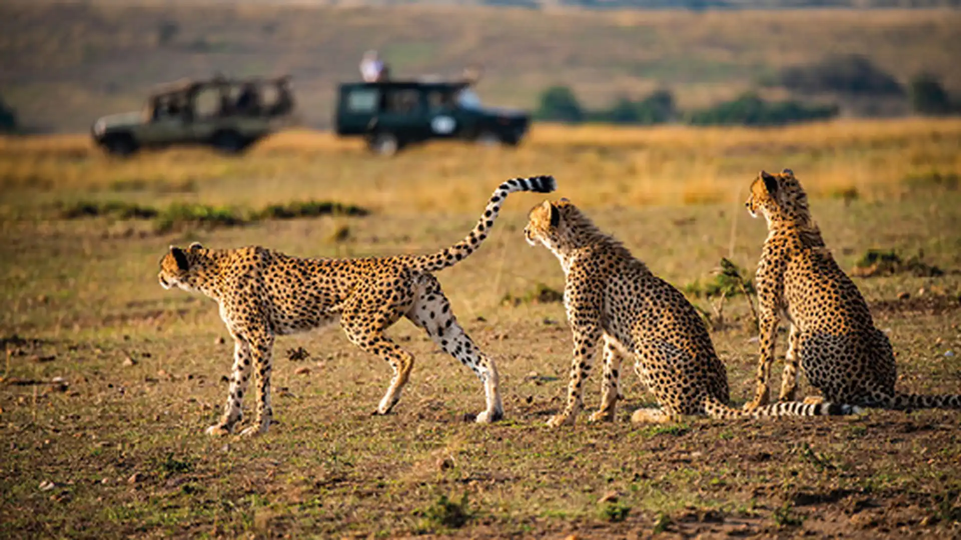 Days 7-8 - Maasai Mara National Reserve