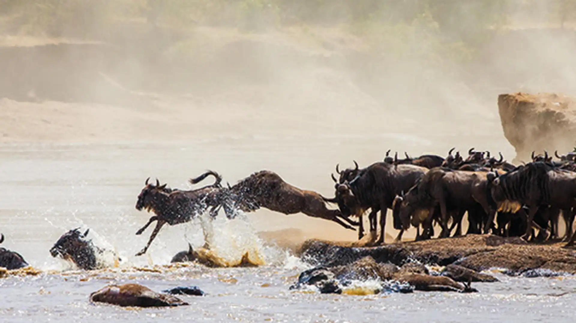 Day 9 - Maasai Mara National Reserve - Nairobi - In flight