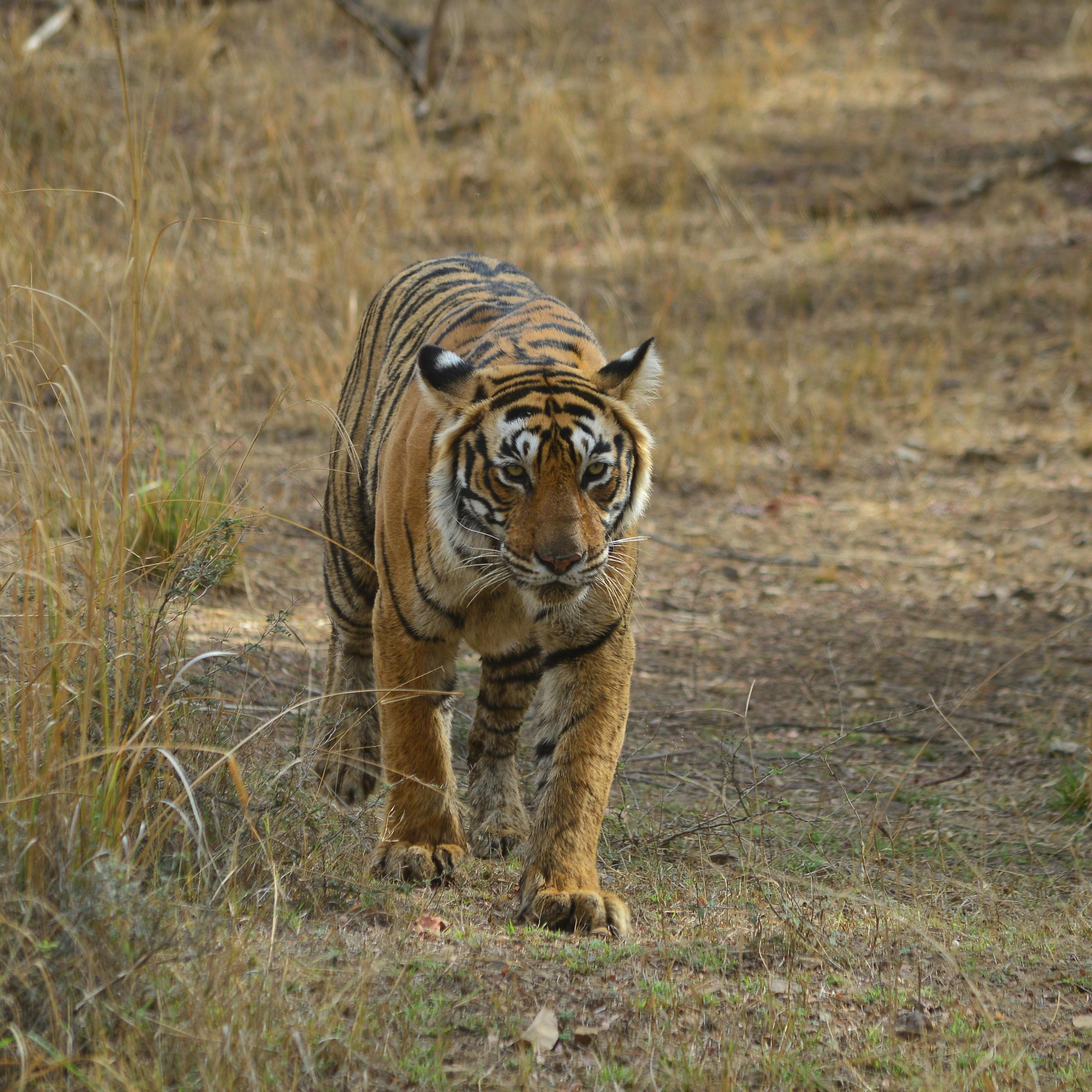 Day 6 - Pench National Park - Kanha National Park