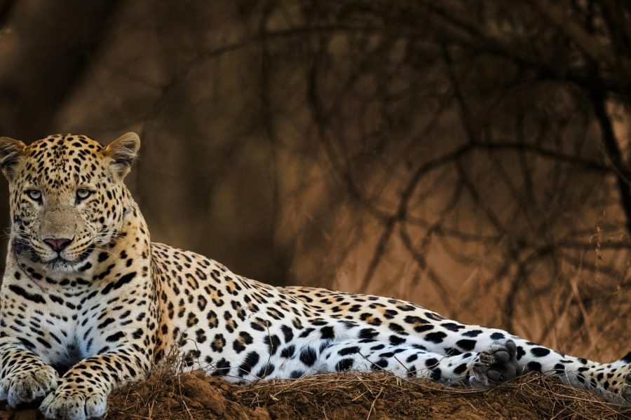 Wild India