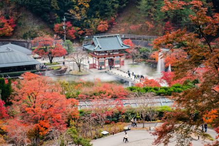 XCLU Holidays and Experiences Announces the Launch of Its Cherry Blossom Fixed Departure Tour of Japan