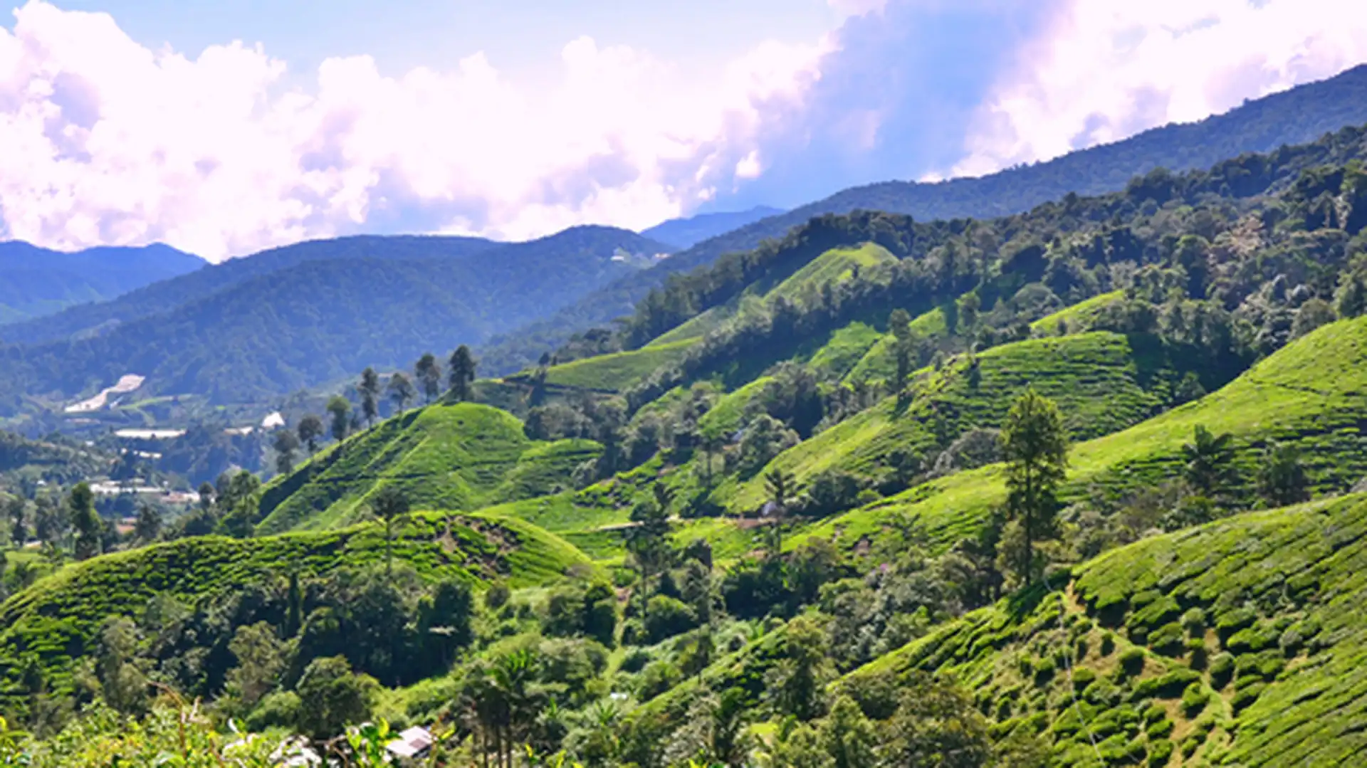 Day 8 - Cameron Highlands
