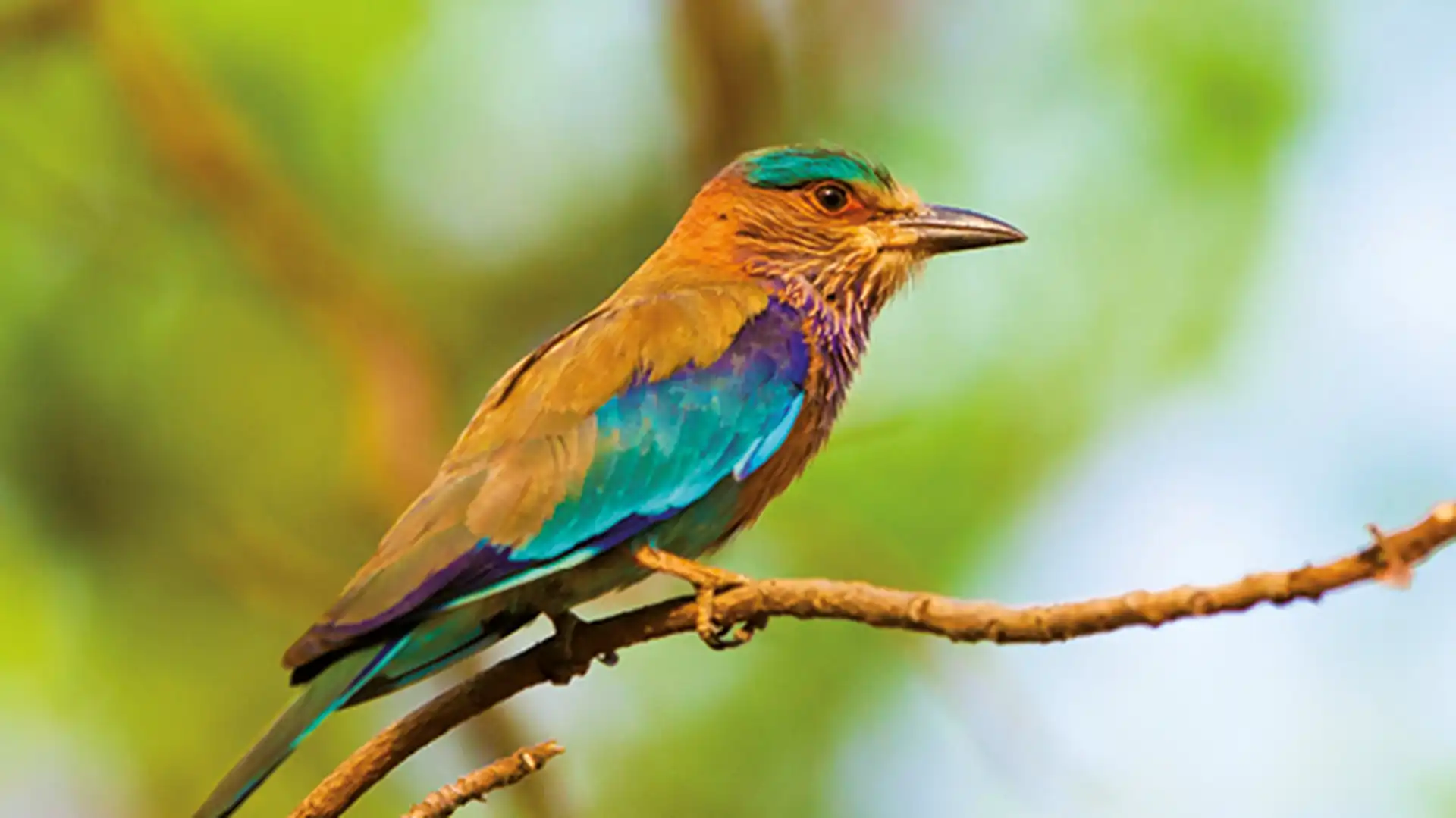 Days 10-11 - Bandhavgarh National Park
